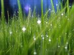 Diamonds_In_The_Grass.jpg