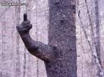 tree_millcreek.w492.jpg