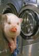 washing_the_pig.jpg