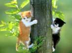tree.jpg