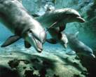 bottlenose_dolphin.jpg