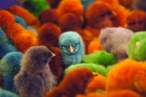 colored_chicks.jpg