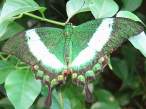 butterfly_07.jpg
