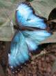 butterfly_16.jpg