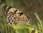butterfly_20.jpg