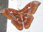 butterfly_21.jpg