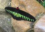 butterfly_23.jpg