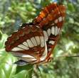 butterfly_24.jpg