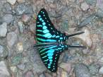 butterfly_26.jpg