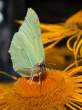 butterfly_27.jpg