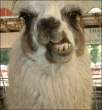 lama8zn.jpg