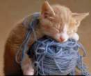 catnap7zn.jpg