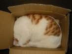 catinbox7an.jpg
