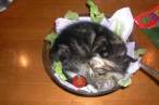 kitty_salad.jpg