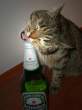 addictedcat4qc.jpg