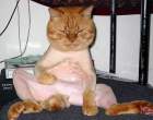 funny_looking_cat.jpg