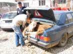 OnlyinKosovo03b_1_.jpg