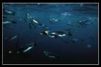 deep blue sea 2.jpg