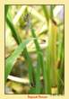 bugs__042_web.jpg