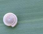 leafsnail_215.jpg