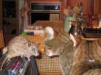cat_mouse_starring_contest.jpg