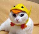 1752Cat_in_the_Hat_3.jpg