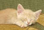 sleepy_cat.jpg