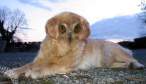 owndog.jpg