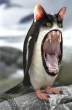 penguincatthing.jpg