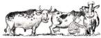 bull.jpg