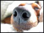 Barney_the_MinPin.jpg