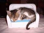 kittencouch.jpg
