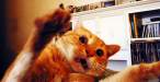 scared_cat.jpg