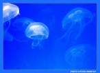 Animal_Jellyfish.jpg