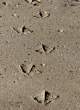 footprints.jpg