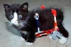 robotkitten.jpg