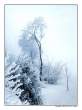 frozen_trees.jpg