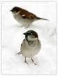 Sparrow Portrait by marble911.jpg