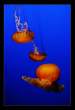 The Oceans Ballerinas (Large).jpg