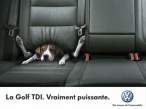 dog in fast golf tdi.jpg