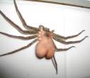 spider.jpg