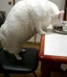 Irc addict cat.jpg