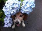 Life with flowers.jpg