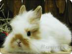 rabbit-25.jpg