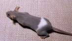 don't let your mouse go to the beach.jpg