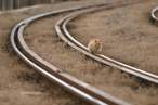 get off the tracks, kitty.jpg