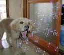 Puppy vs. Bubbles.jpg