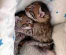 all cuddled up.jpg