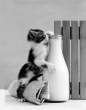 Get milk!.jpg