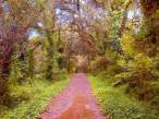 great path, no destination.jpg